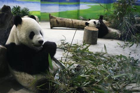 Taiwan Giant Panda Fakes Pregnancy Symptoms To Be Given Extra Food And Nicer Accommodation