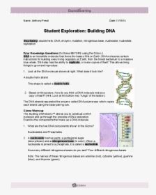 The rise and fall of alexander mcqueen and. Student Exploration Building Dna Gizmo Answer Key ...
