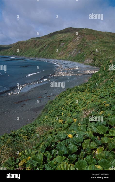 Macquarie Island Sandy Bay With Royal And King Penguins On Beach