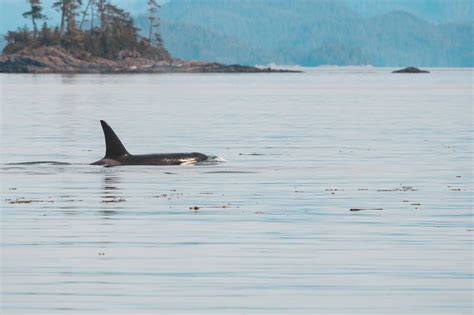 Whale Watching Vancouver Island Collect Footprints Vancouver