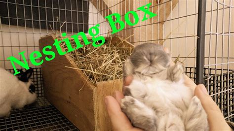 How And When To Setup A Nesting Box For Your Bunny Youtube