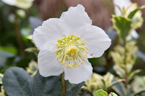 Best Winter Flowering Plants Bbc Gardeners World Magazine