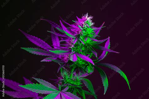 Colorful Neon Weed Backgrounds