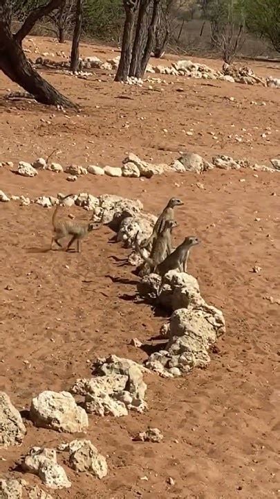 Meerkats Nearly War Dance Kalahari Trails Meerkat Sanctuary Fight