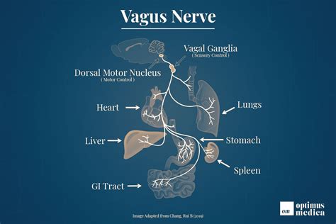 What Is The Vagus Nerve Vagus Nerve Explained Brain Mind Body My Xxx Hot Girl