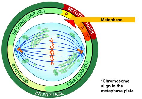 La Metafase Es La Segunda Fase De La Mitosis Y De La Meiosis Que Sucede