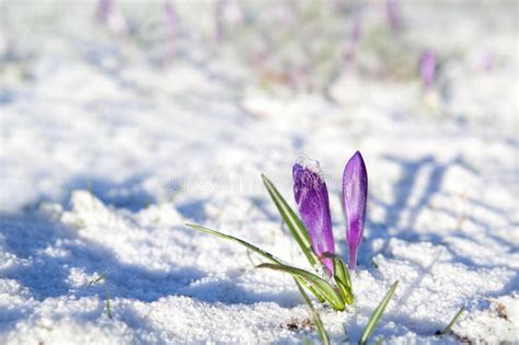 Purple Crocus Flowers On Snow Royalty Free Stock Photo