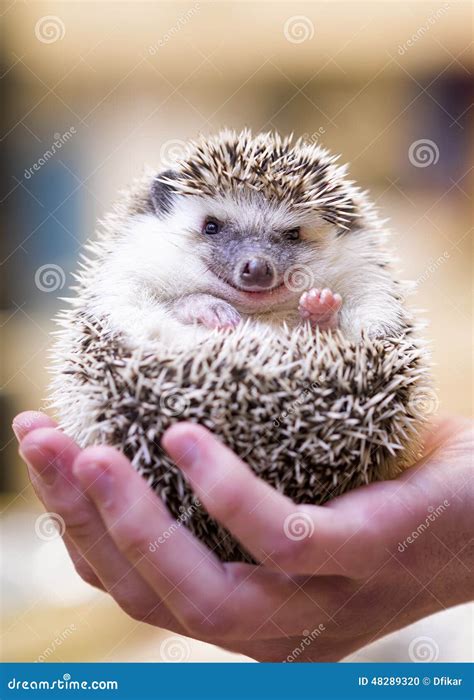 Smiling Hedgehog Stock Photo Image Of Porcupine Rodent 48289320