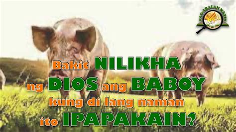 Bakit Nilikha Ng Dios Ang Baboy Kung Hindi Lang Naman Ito Ipapakain