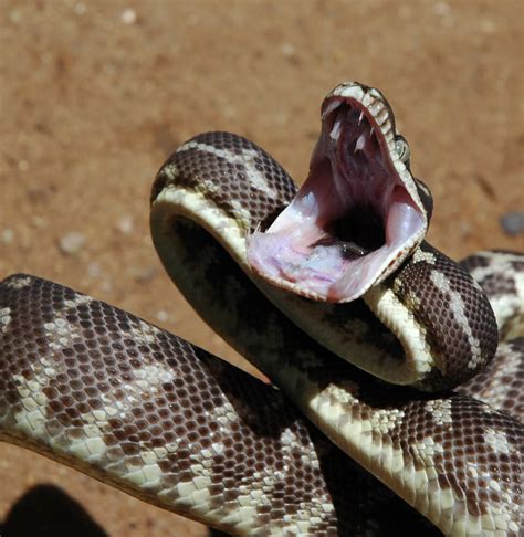 Python Roughscale Mouth Gallery Reptile Gardens