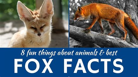 Foxes 8 Interesting Facts About Wild And Domestic Animals Youtube