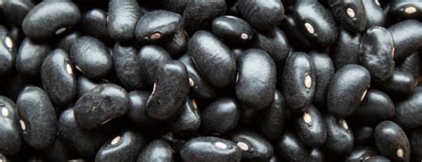 health benefits of black beans nutrition holland and barrett