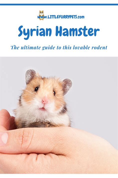 The Syrian Hamster Also Known As The Golden Hamster Or The Teddy Bear