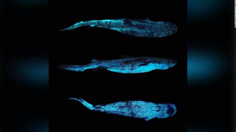 Glow In The Dark Shark Captured On Film For The First Time Cnn