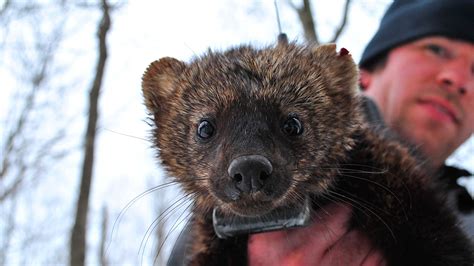 I grabbed the domain name and started researching the fisher cat. How Humans Affect Mammal Movement | NC State News