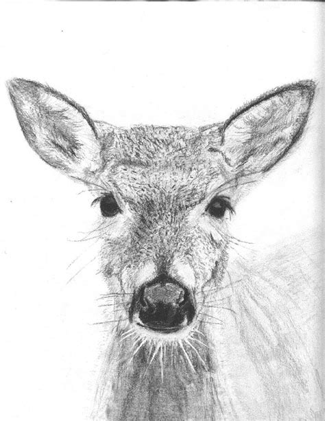 Each winner must be eligible to purchase a hunting license and will be issued the appropriate license and tag at no cost. Female White-tailed Deer Drawing by Marqueta Graham