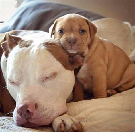 Pin On Pit Bull