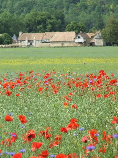 The Poppy Fields Of Normandy My French Country Home