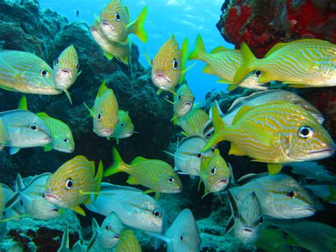 Free Images Sea Water Nature Ocean Animal Diving Wildlife