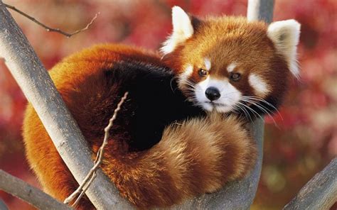 The 10 Most Adorable Japanese Animals Ever Animals Beautiful Cute