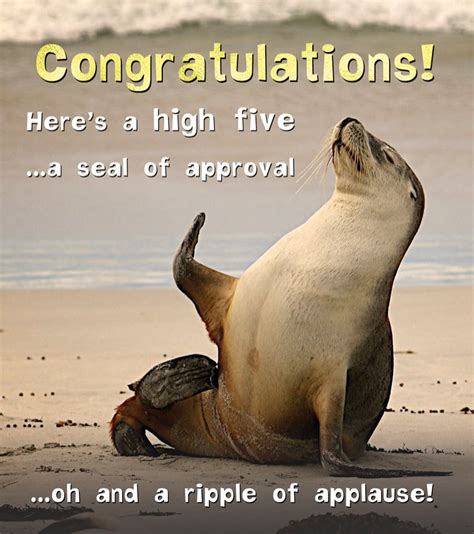 Silly Zoo Congratulations Seal Of Approval Greetings Card Connollys