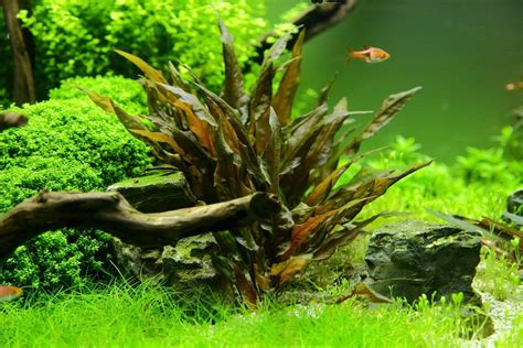Cryptocoryne wendtii, the wendt's water trumpet, is a species of herb which is a popular aquarium plant which is native to sri lanka. Cryptocoryne wendtii 'Tropica' | Planted aquarium, Tropica ...
