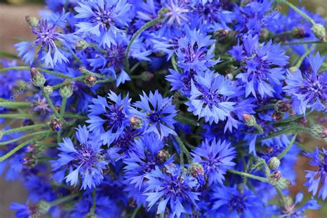 Cornflower Blue Flowers Macro Stock Photo By ©xload 22163045