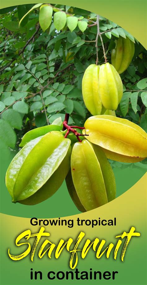 Growing Star Fruit How To Grow Star Fruit From Seed Carambola Fruit