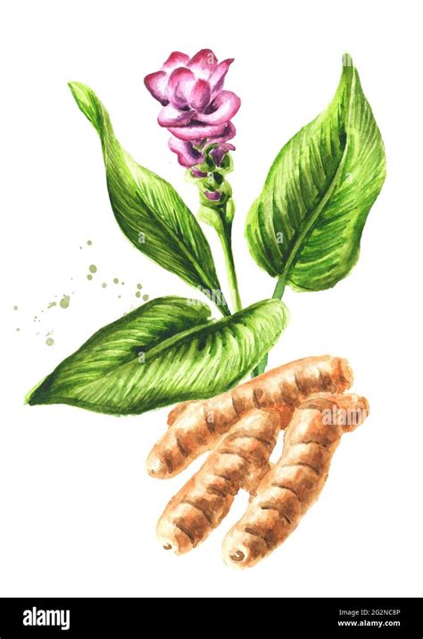 Turmeric Root Leaf And Flower Watercolor Hand Drawn Illustration