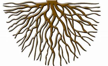 Roots Tree Forest Septic Ecotherapy Bio Transparent
