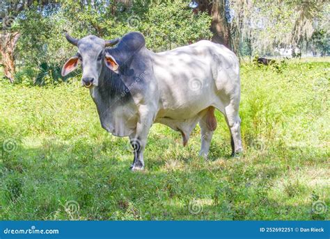Large Male Free Range Zebu Cattle Bos Taurus Indicus Used As