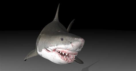 Great White Shark Animated 3d Model 036