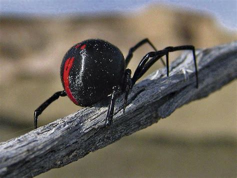 Araña viuda negra Carácterísticas picadura veneno sintomas y más