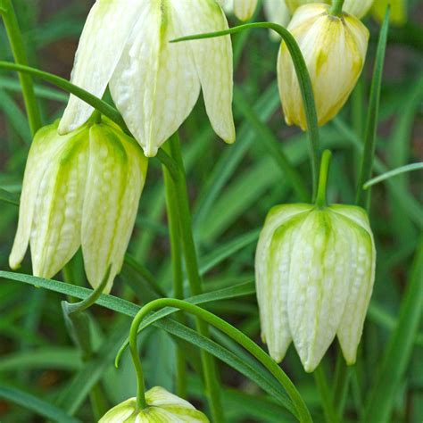 Fritillaria Checkered Lily Meleagris White Easy To Grow Bulbs