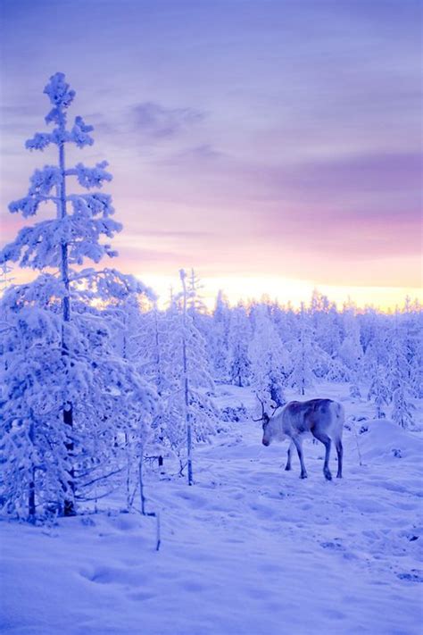 The Lone Reindeer By Ilkka Hämäläinen Winter Scenery Winter Scenes