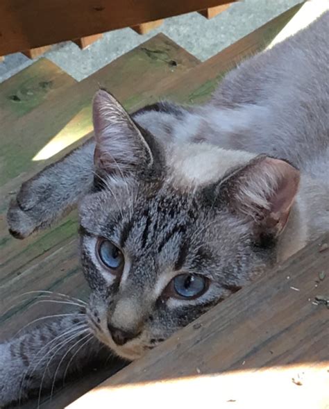 Lost Cat Lynx Point Siamese In Pittsburgh Pa Lost My Kitty