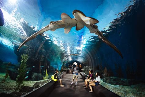 Siam Ocean World Aquarium Bangkok