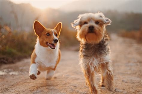 Monitor Your Dogs Health With These Easy Tips The Grand Paw