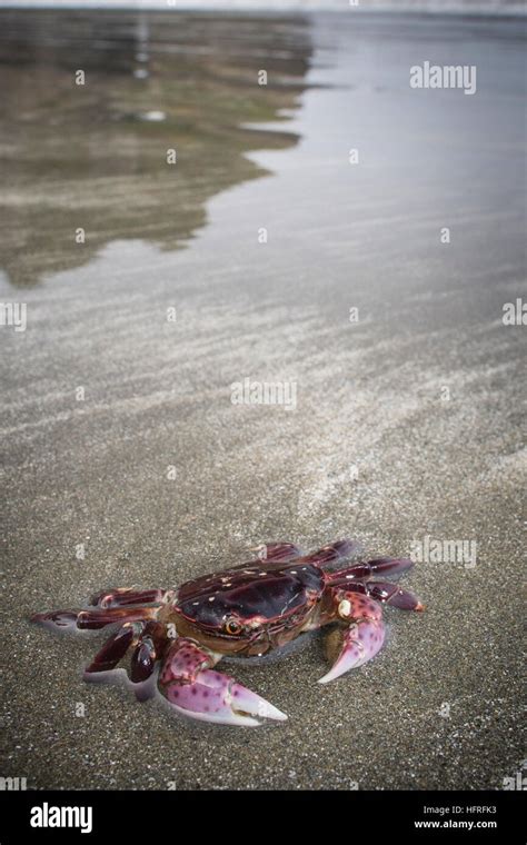 Purple Shore Crab Hemigrapsus Nudus On The Beach In Redwood National Park California Usa