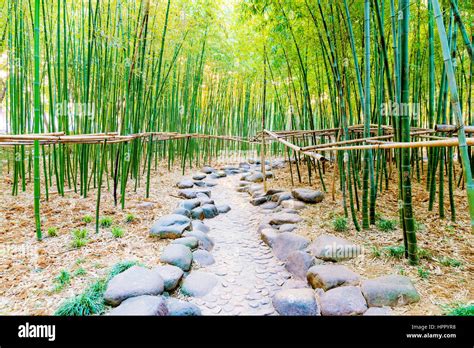 Bamboo Forest In Yu Garden Park Shanghai Stock Photo Alamy