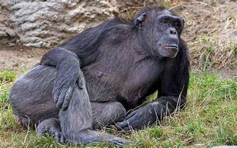 Le Chimpanzé Un Grand Singe Menacé Dossier