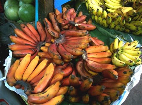 The Wonderful Exotic Red Bananas