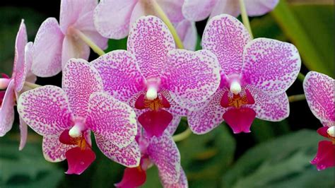 Pink Orchid Flowers Hd Beautiful Wallpapers Hd Wallpapers Id 60621