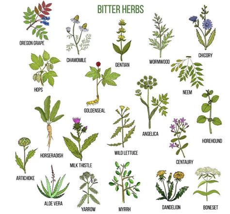 Bitter Herbs For Winter Health — Root And Stem