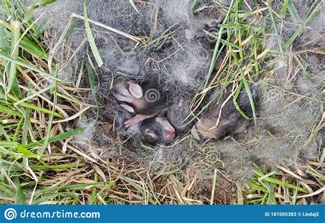 Nest Of Newborn Wild Rabbits Stock Image Image Of Litter Sleeping
