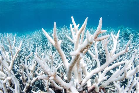 Coral Bleaching Great Barrier Reef Foundation