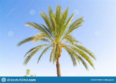 Perfect Palm Tree On A Bright Sunny Day Stock Photo Image Of