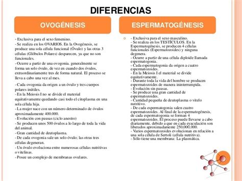 Semejanza Y Diferencia Entre Ovogenesis Y Espermatogenesis Brainlylat