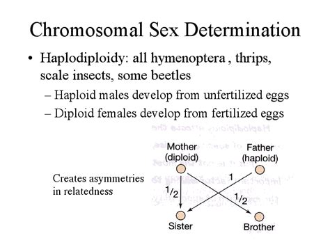 Chromosomal Sex Determination