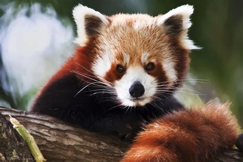 Red Panda From Wikipedia The Red Panda Also Called The F Flickr